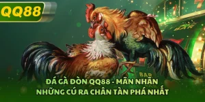 Đá Gà Đòn QQ88 - Mãn Nhãn Những Cú Ra Chân Tàn Phá Nhất